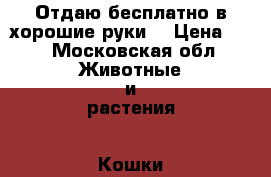 Отдаю бесплатно в хорошие руки) › Цена ­ 0 - Московская обл. Животные и растения » Кошки   